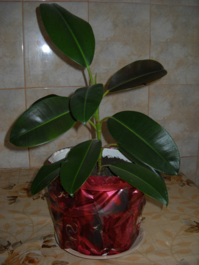 DSCN1739; Ficus
