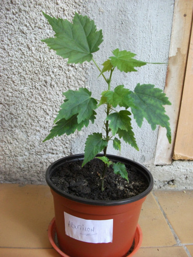 Picture 112 - Abutilon