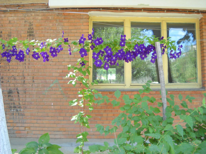 DSCN1747; Clematis violet
