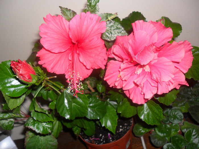 Hibiscus Surinam   Clasic Pink
