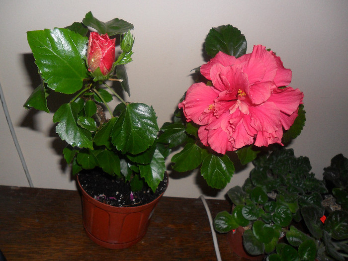 Hibiscus Clasic Pink