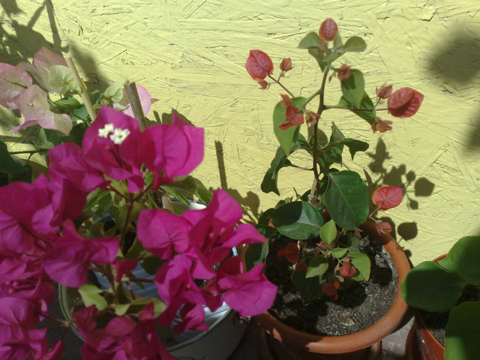 14062012 - BOUGAINVILLEA