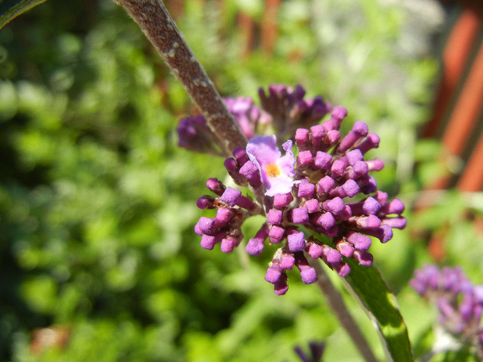 Buddleja davidii Purple (2012, Jun.13) Buddleja davidii Purple (2012, Jun.13)