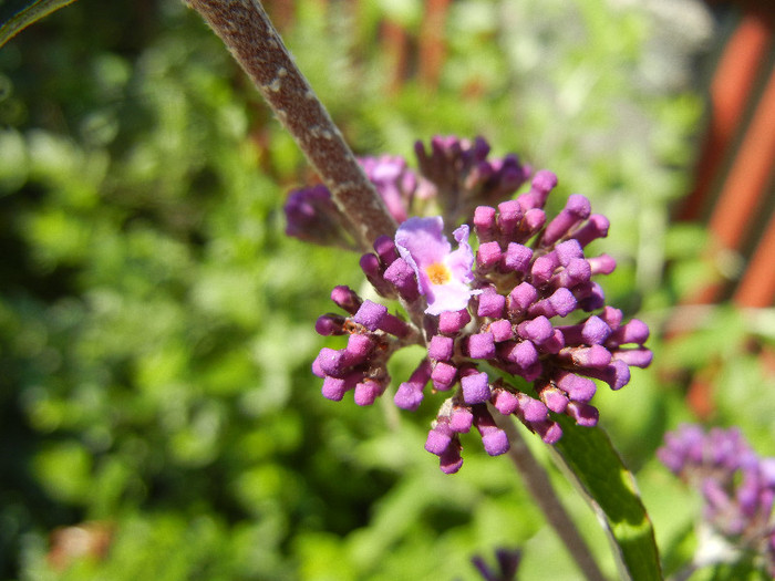 Buddleja davidii Purple (2012, Jun.13)