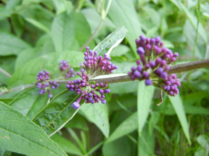 Buddleja davidii Purple (2012, Jun.13) - Buddleja Purple