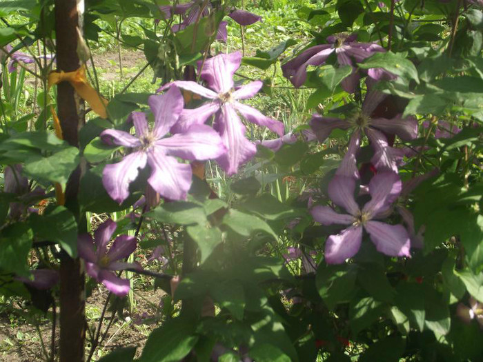 DSCF1531 - Gradina Iunie