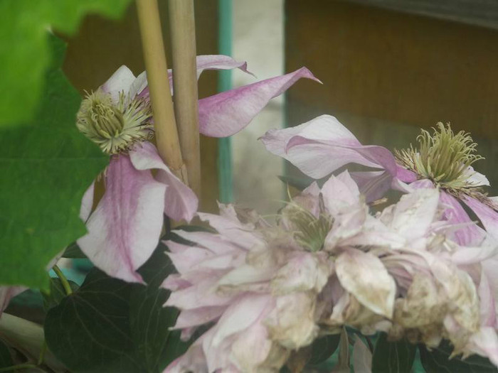 DSCF1545
