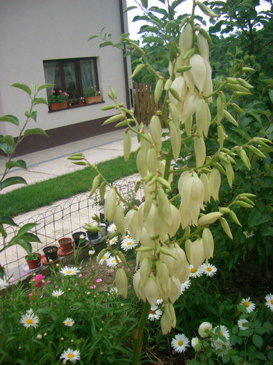 yucca