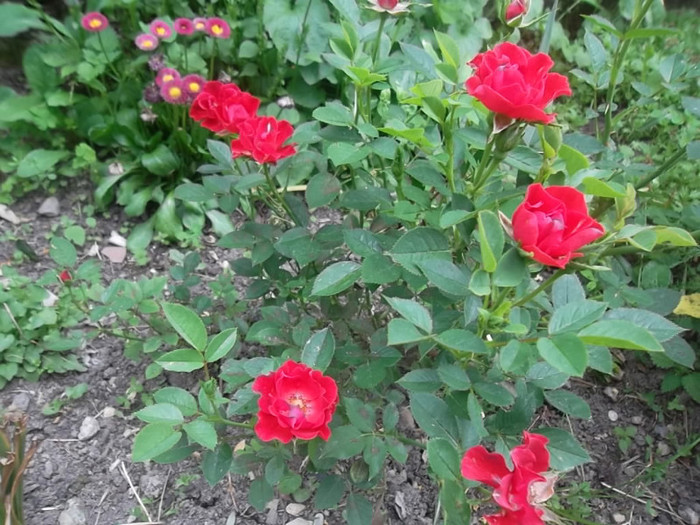 little granada miniatur