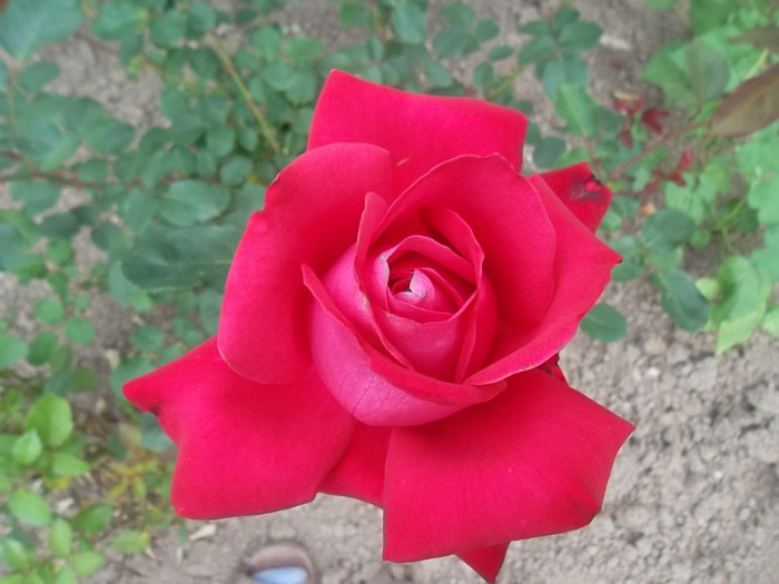 necunoscut rosu catifelat