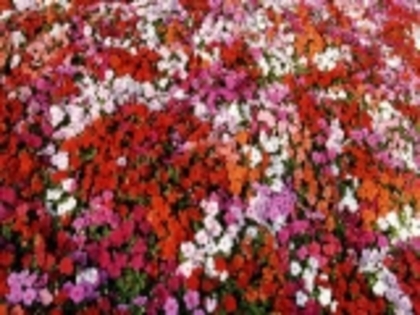 Bed of Impatiens-965296