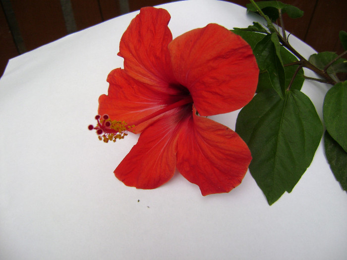 DSC08863 - hibiscus 2012
