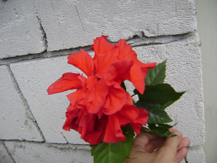 DSC08864 - hibiscus 2012