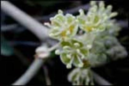 croton_m