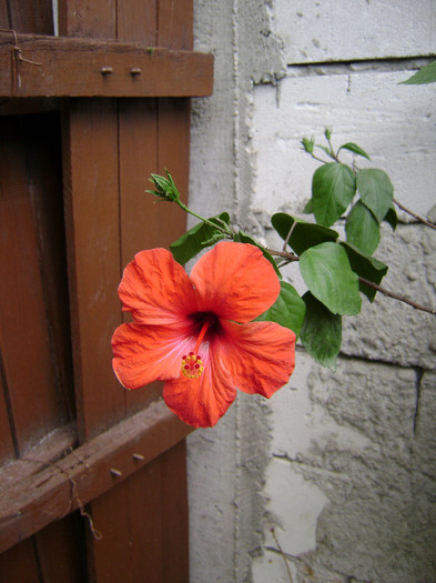 DSC08857 - hibiscus 2012