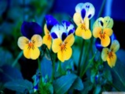 tamaioare flori de primavara-535477