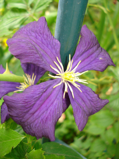 Clematis viticella "Etoile Violette", 10.06.2012