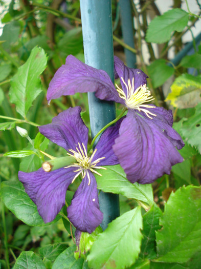 DSC04275 - Clematis 2012