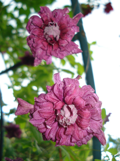 C.v. "Purpurea Plena Elegance"