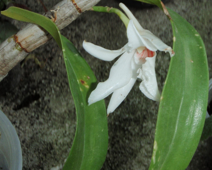 dendrobium Draconis 11iun2012 - Dendrobium nobile etc