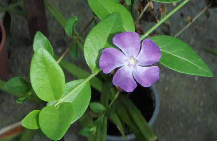 vinca 14iunie2012 - flori frumoase