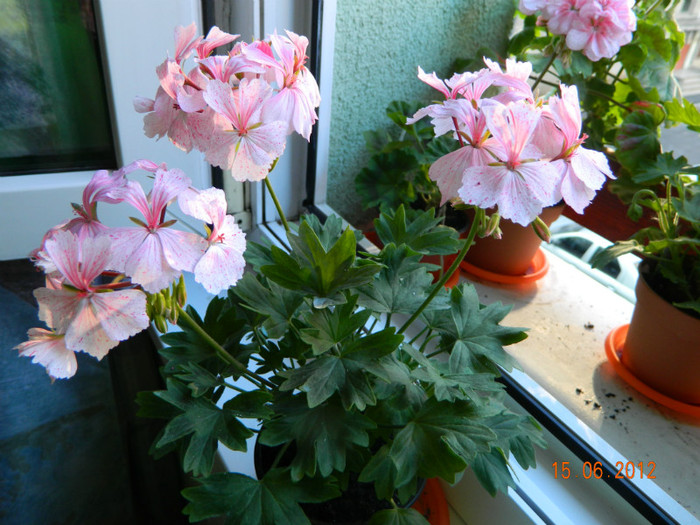 DSCN0564 - Muscate 2012