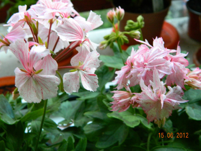 DSCN0574 - Muscate 2012
