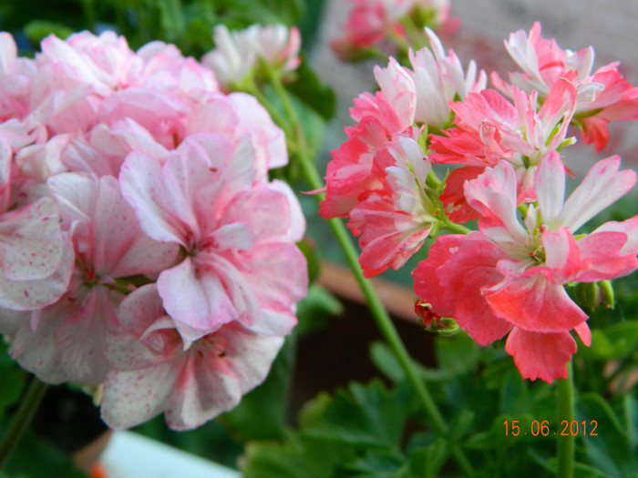 DSCN0578 - Muscate 2012