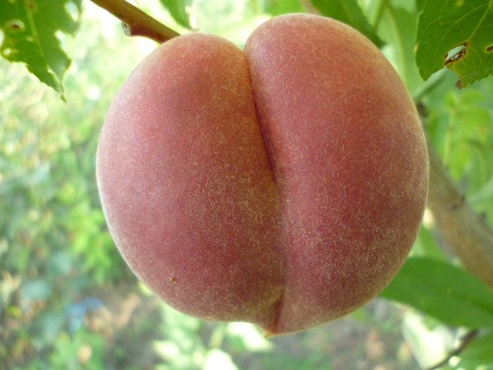 Si natura mai glumeste !