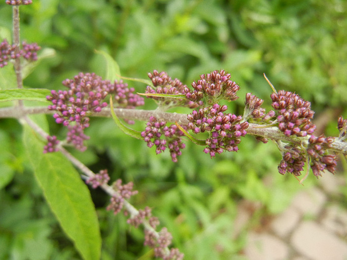 Buddleja davidii Purple (2012, Jun.14)