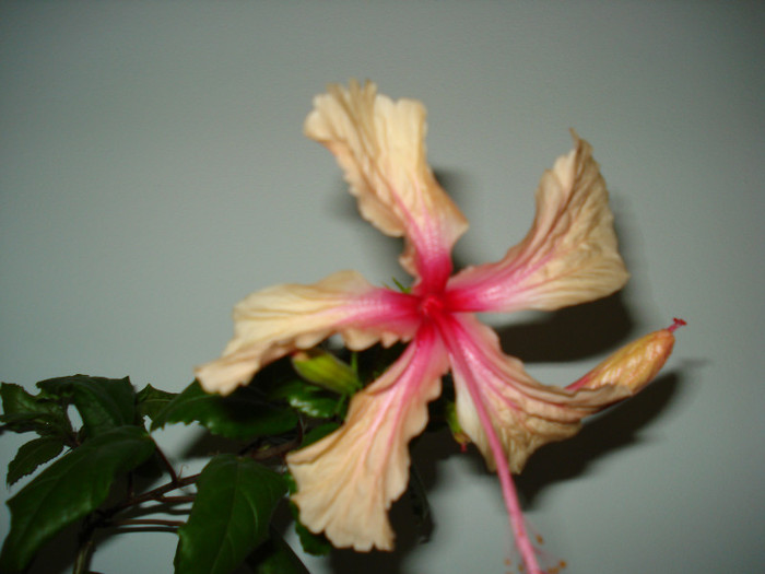 Rowena s Wedding - HIBISCUS 2012