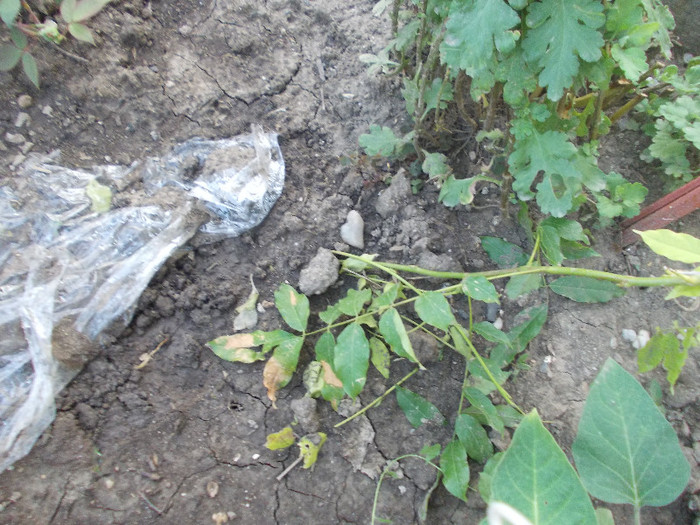 butas ..glicina prin marcotaj - 33-FLORI DE GRADINA 2012