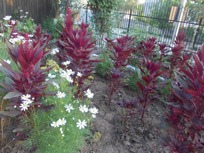 p 254 - 33-FLORI DE GRADINA 2012