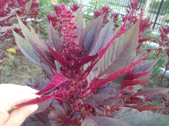 p 255 - 33-FLORI DE GRADINA 2012