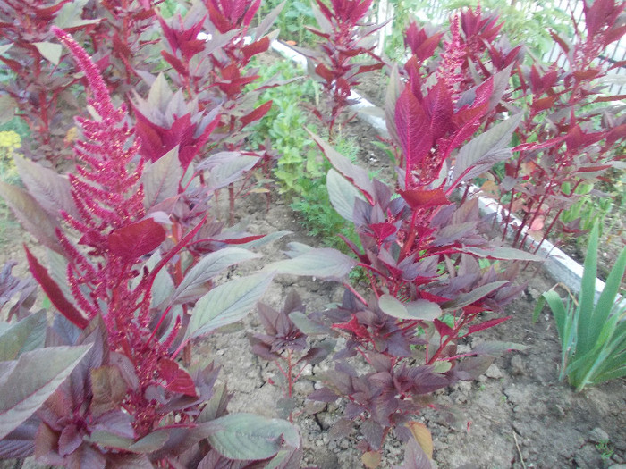 p 256 - 33-FLORI DE GRADINA 2012