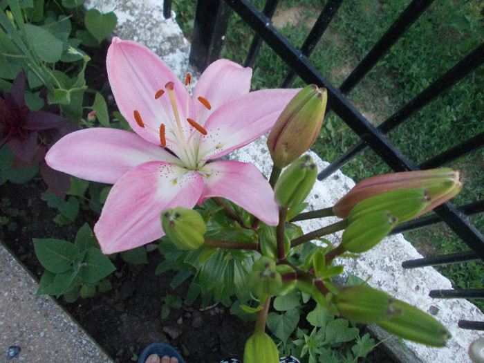 crin.. - 33-FLORI DE GRADINA 2012