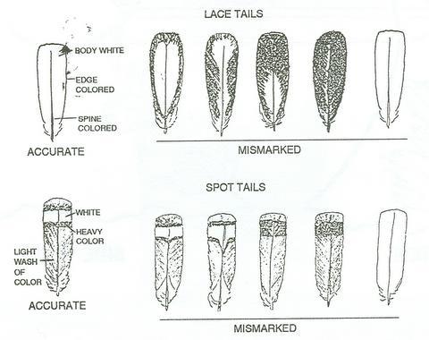 scan0002-1 - POZE STANDARD