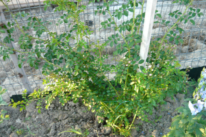 acoperitori - TRANDAFIRI 2012-2013-2014
