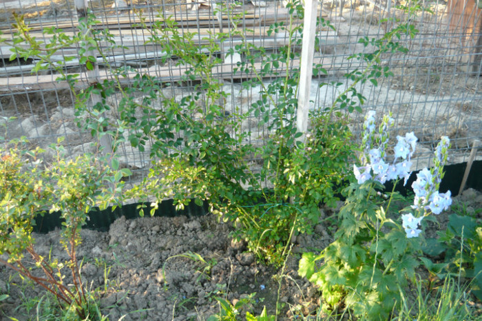 acoperitori - TRANDAFIRI 2012-2013-2014