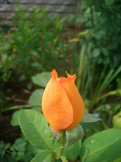 Rémy Martin • Magic Lantern • STARqueli (Grandiflora - Rene Royon, France, 1995).