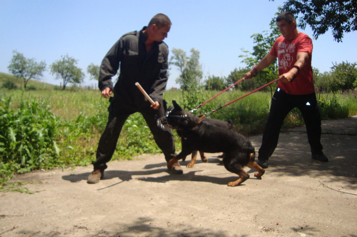 DSC03111 - rottweileri - 9 luni