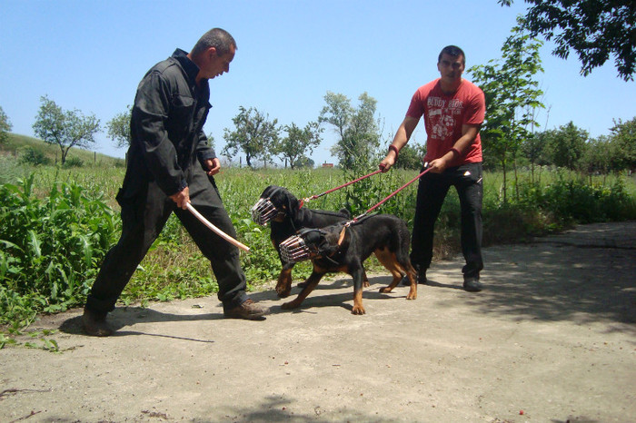 DSC03115 - rottweileri - 9 luni