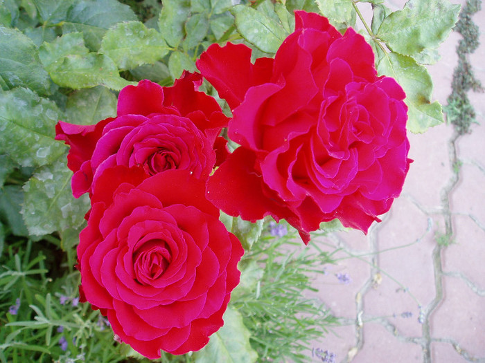 Grand Gala - Mai - Iunie