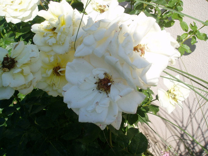 nu trece instantaneu:))) - Mai - Iunie