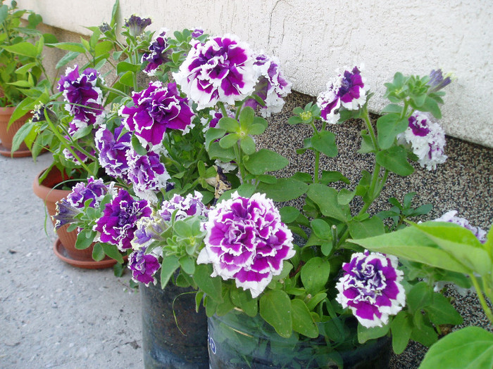 P1010047 - Mai - Iunie