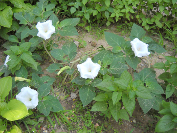 DSCN1751; Datura alba
