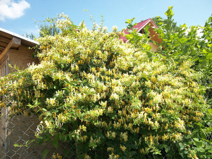 100_0178 - lonicera 2012