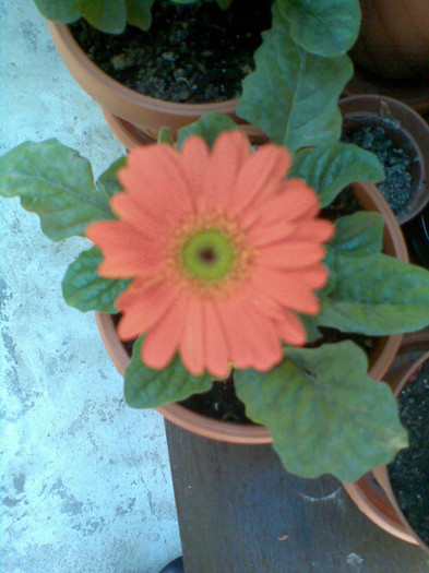 Imag249 - Gerbera