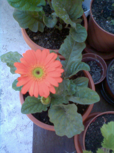 Imag252 - Gerbera