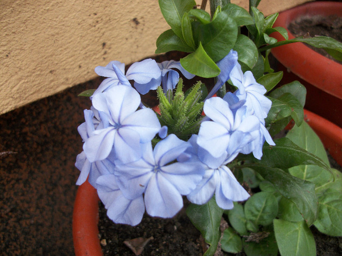 100_0225 - plumbago